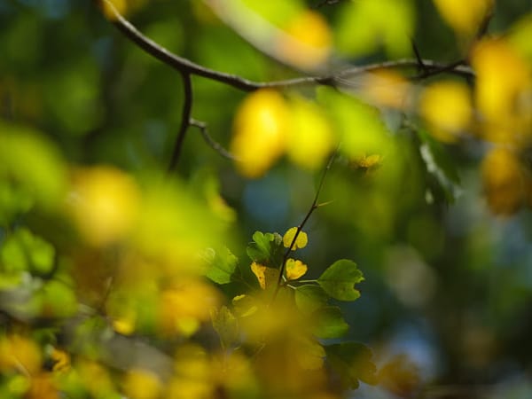 Fall at Monk's Wood: Home Again (Digital)