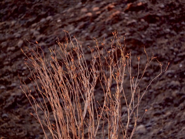 Desert Trip