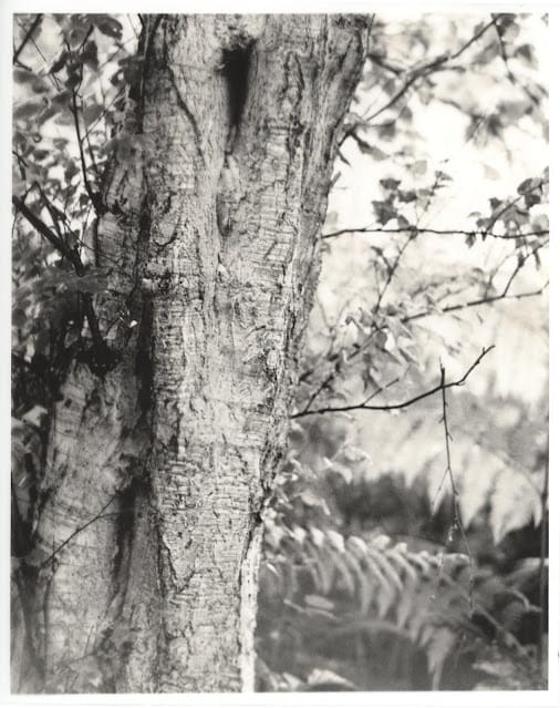 Invention Continued: Controlling Contrast on Wephota FO5 Technical Film using Moersch VGT Developer