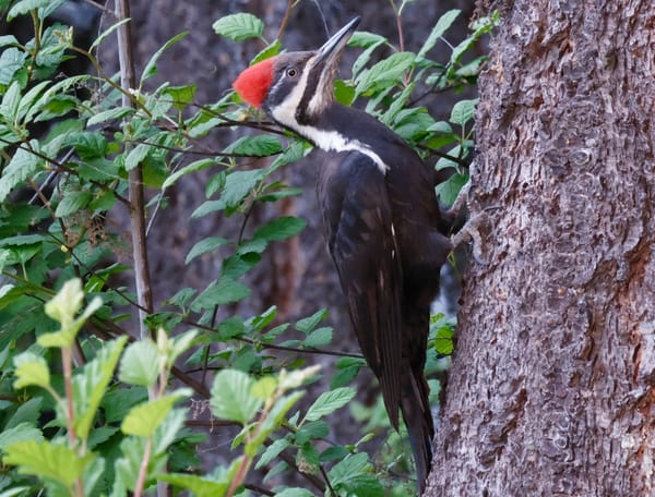 Pileated Woodpecker Encounter