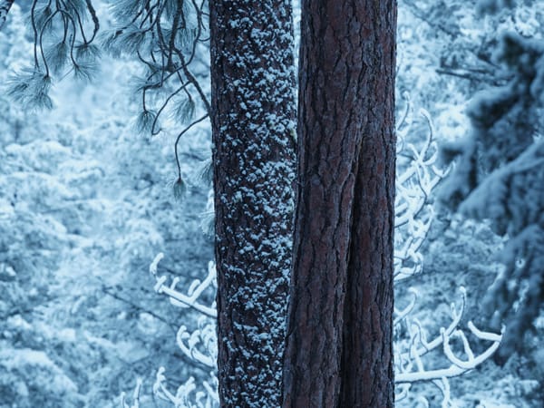 More Long Lens Images