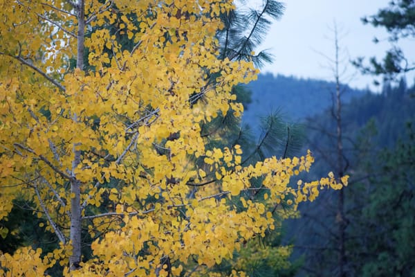 My Aspen Fetish