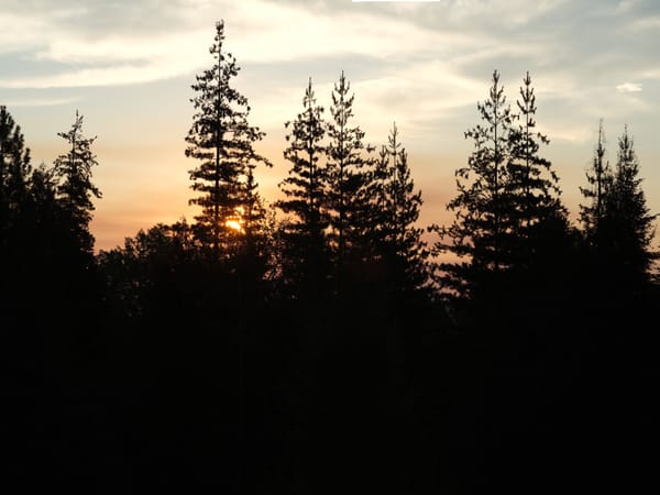 Pine Street Woods