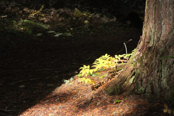 A Return to Roosevelt Grove in Fall