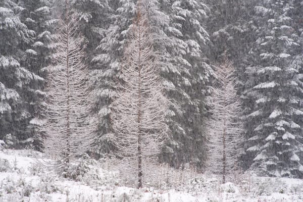 Pine Street Woods Jan 31 2025