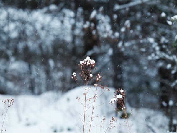 New Snow and Video Vignettes