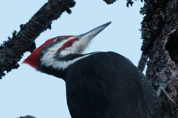 Pileated Woodpecker