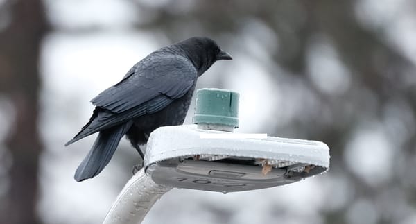 Urban Corvids