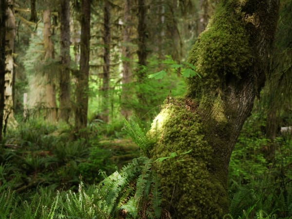 Hoh Rain Forest