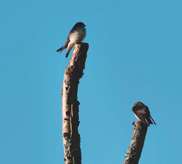 Swallows