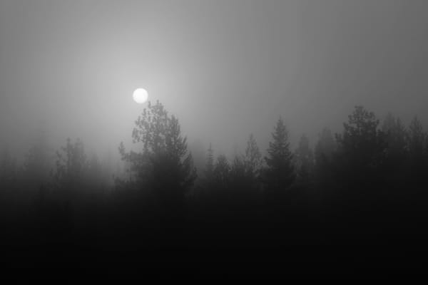 December Morning in Pine Street Woods