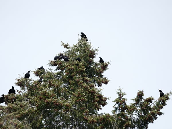 Neighborhood Watch