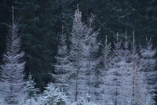 Fresh Snow