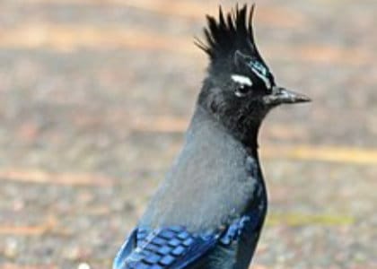 Stellar's Jay