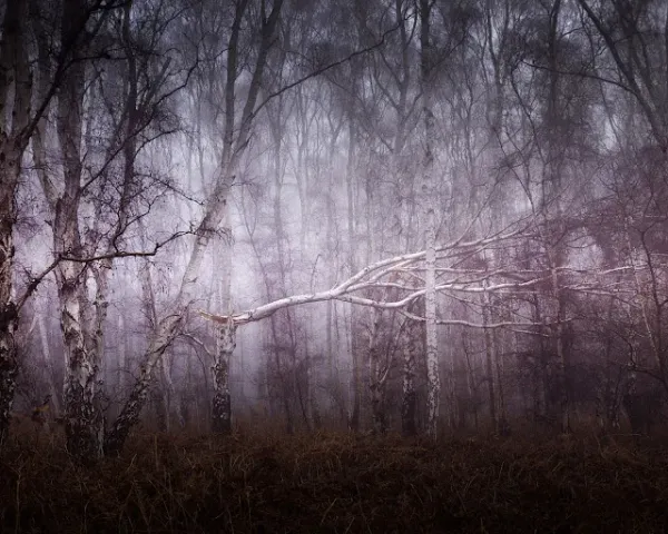 Holme Fen Dec 2021: Fog for Two Days (Film)