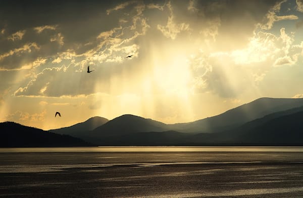 Framing Bird Light