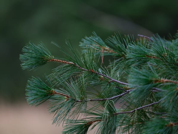 Ode to the Western White Pine