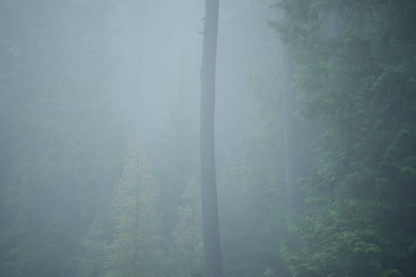 Foggy May Morning Pine Street Woods