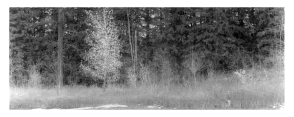 Film from Digital (Part 5 )