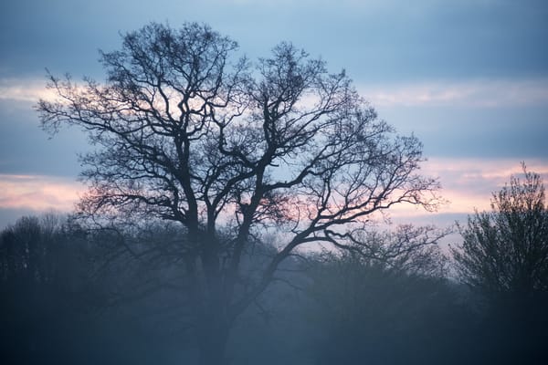 Winter Dawn
