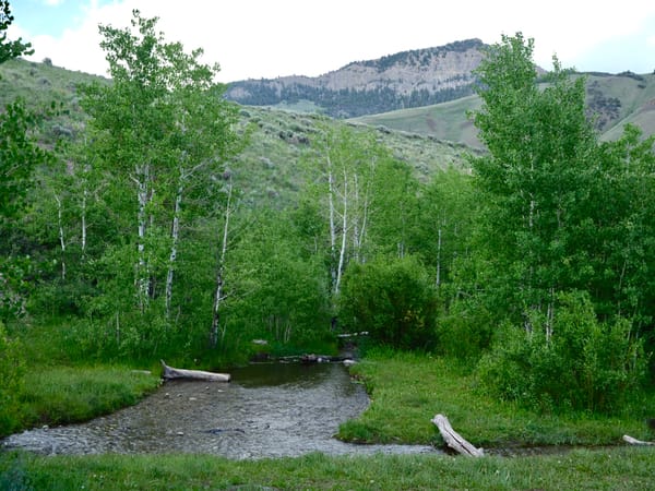 Of Mountain Wildflowers