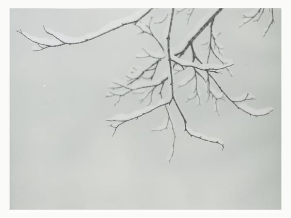 Printing Snow Laden Branch: Fomatone MG Warmtone Glossy