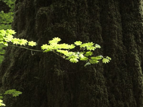 Olympic Peninsula