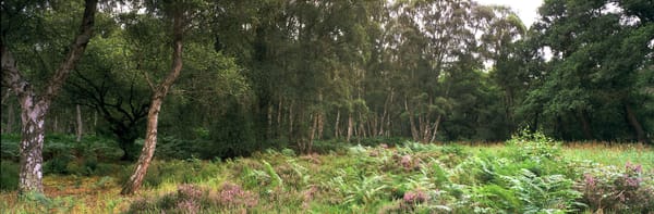 Panoramic Intimate Landscapes: Part II