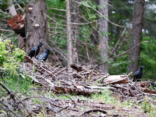 What Ravens Get Up To
