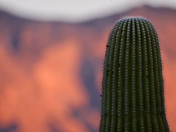 Sonoran Desert Winter